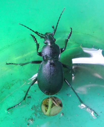 Carabus convexus